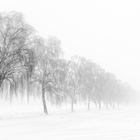 Birken im Schnee