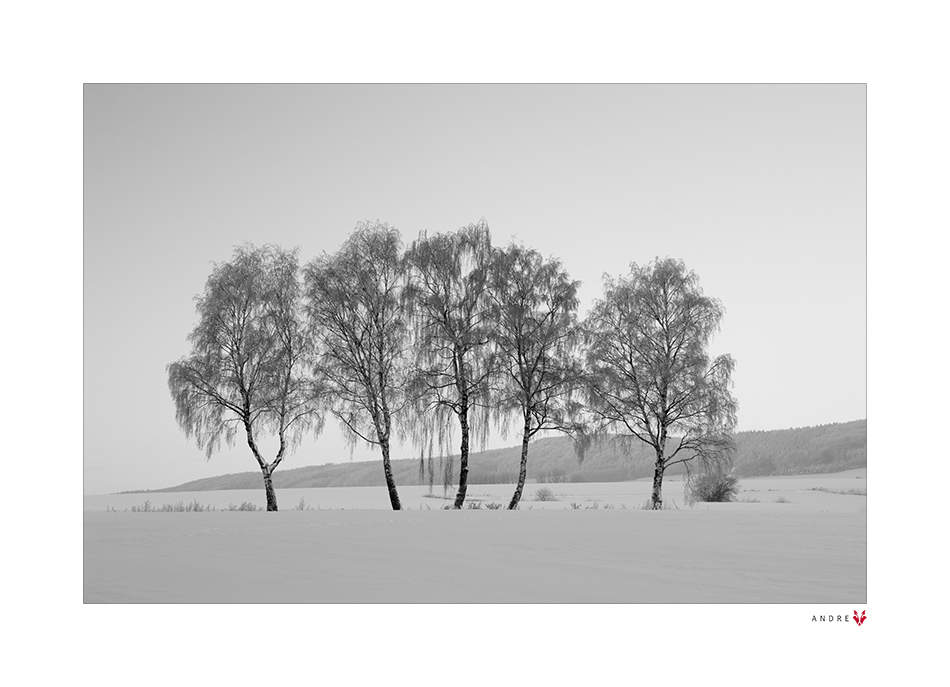 Birken im Schnee