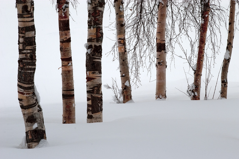 Birken im Schnee