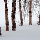 Birken im Schnee