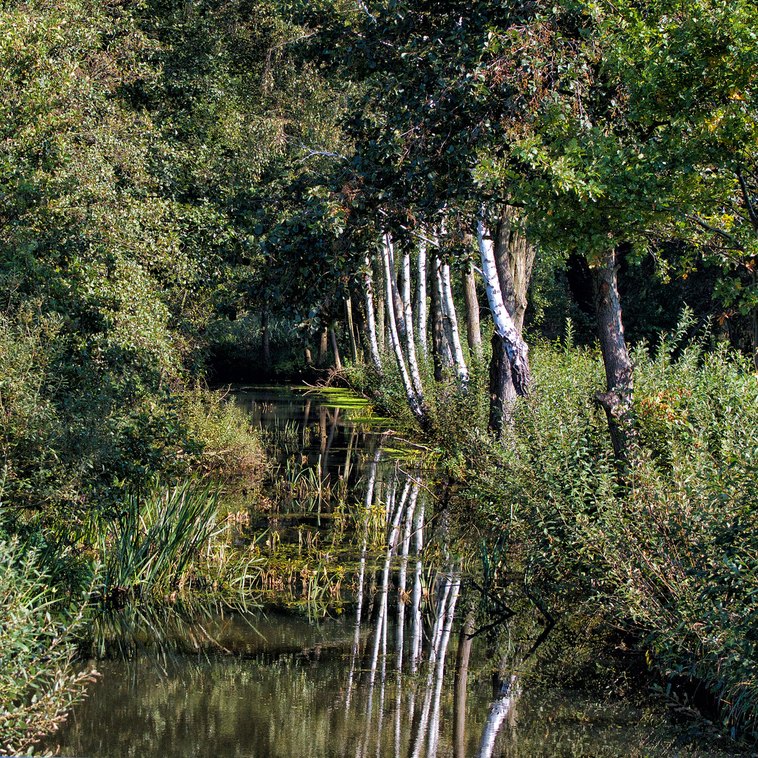 Birken im Spreewald 2