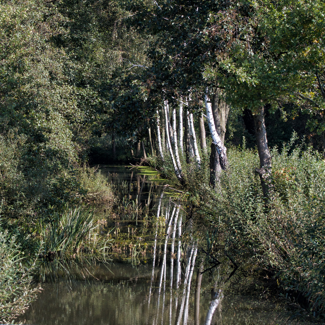 Birken im Spreewald