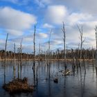 Birken im Streiflicht 