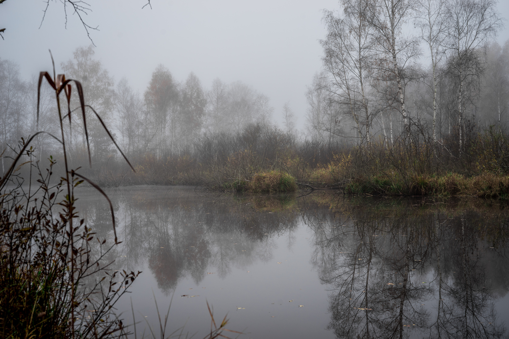 Birken im Teich 2