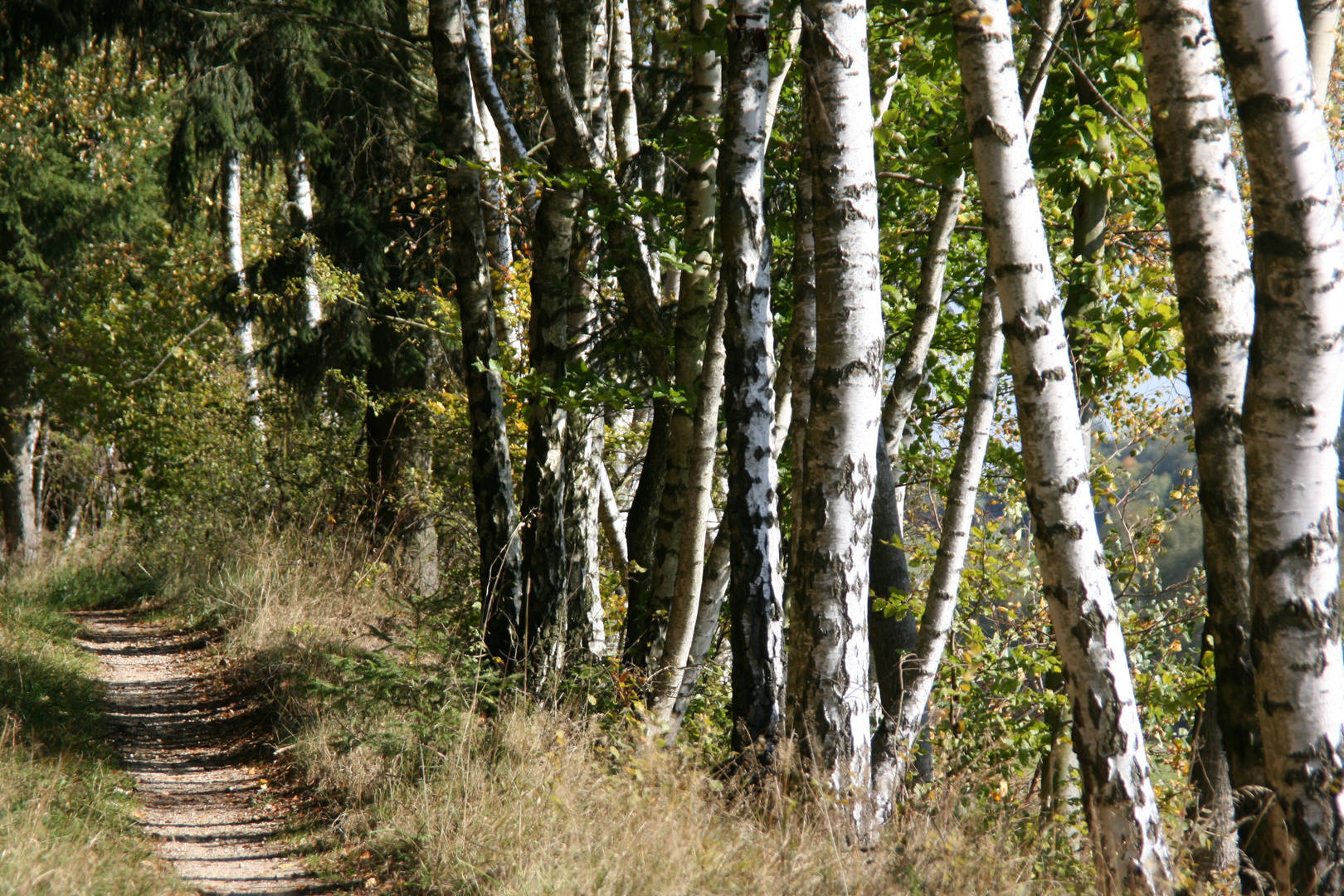 birken im waldviertel/NÖ