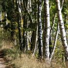 birken im waldviertel/NÖ