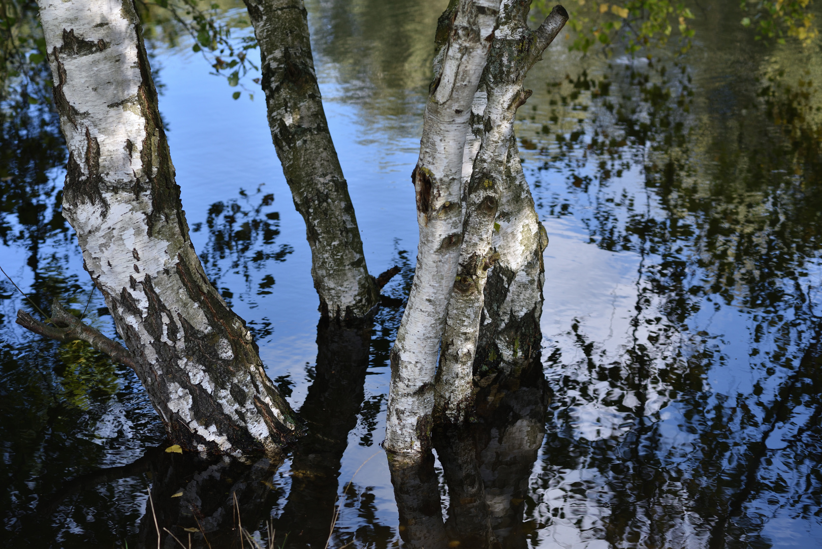 Birken im Wasser