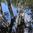 Birken im Wasser