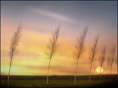 Birken im Wind....