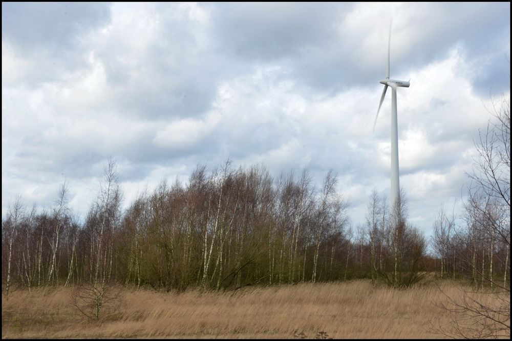 Birken im Wind