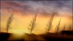 Birken im Wind 2......