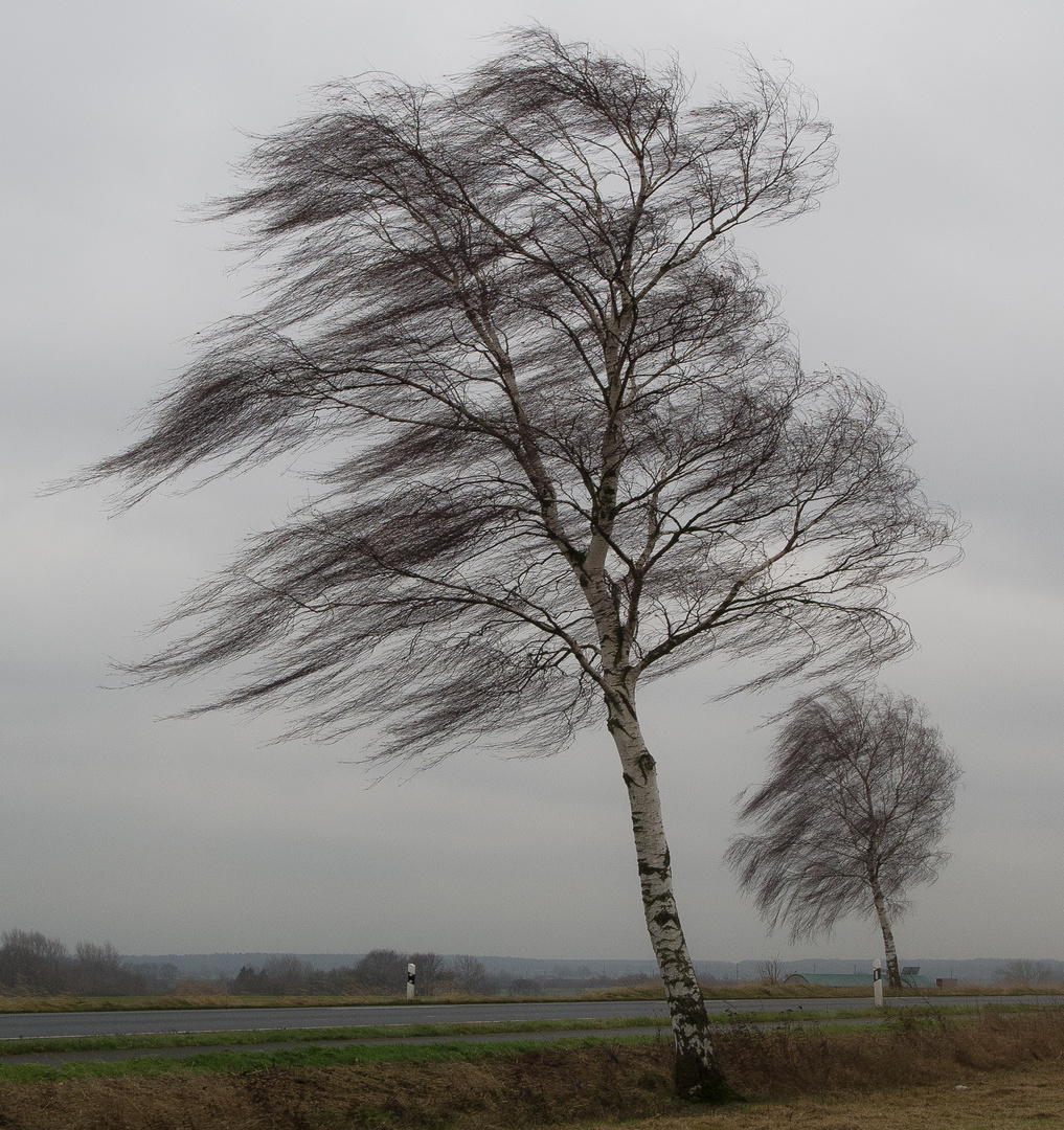 Birken im Wind