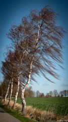 Birken im Wind