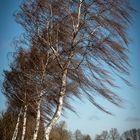 Birken im Wind