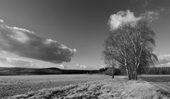 birken im wind