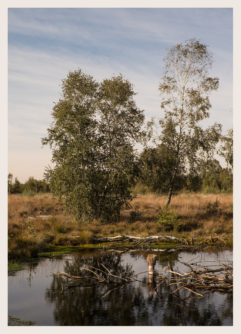 Birken im Wind 