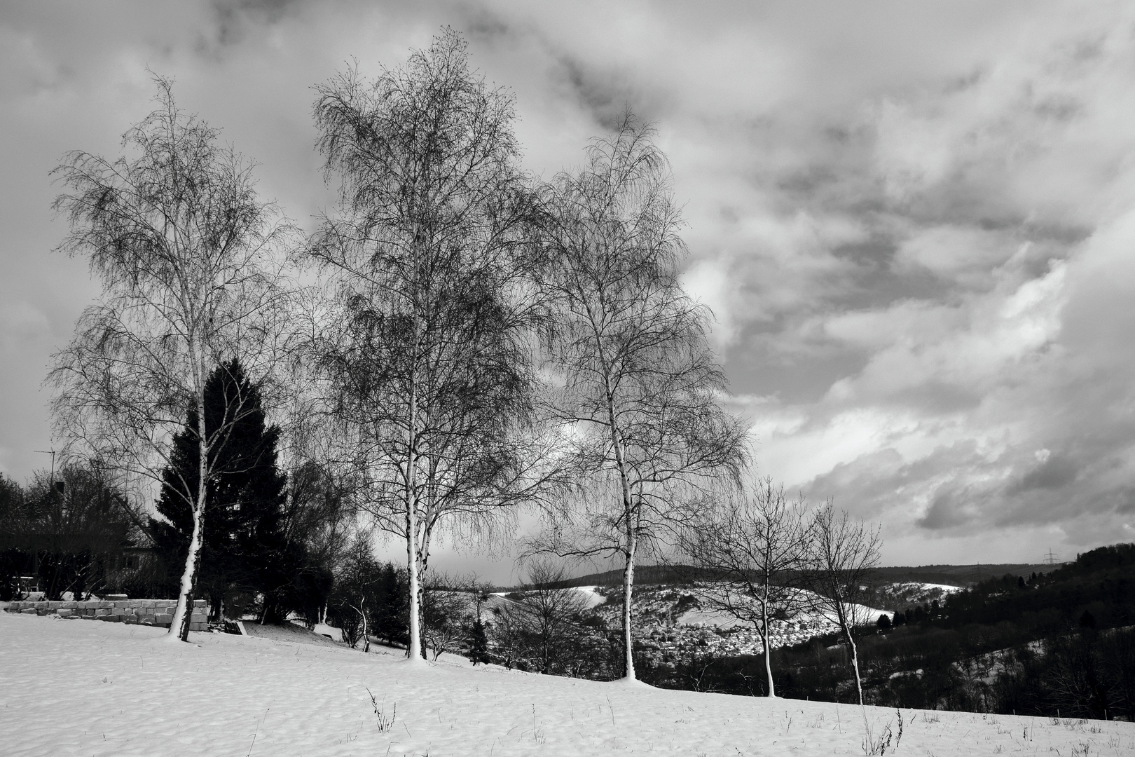 Birken im Winter