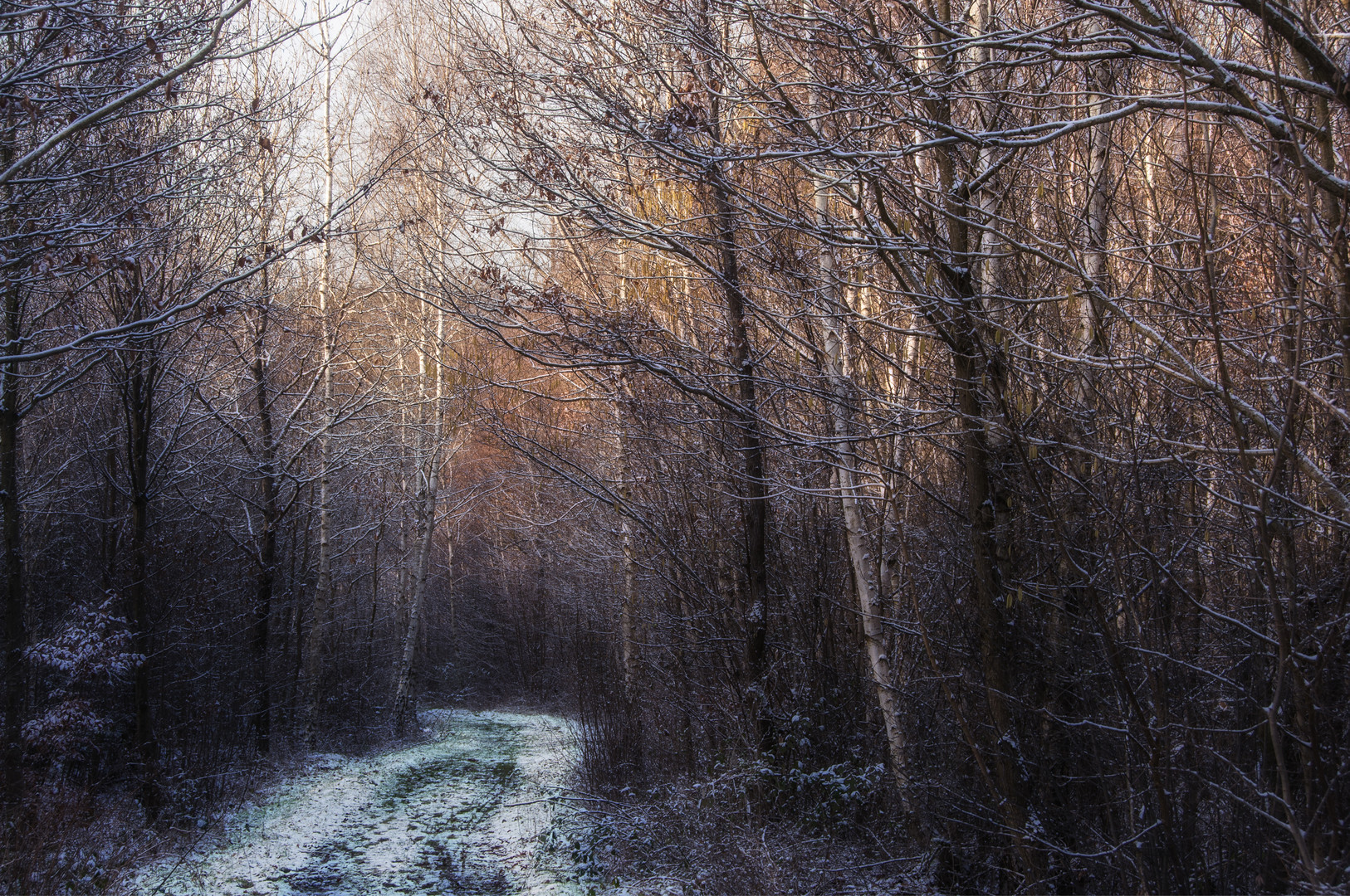 Birken im Winter