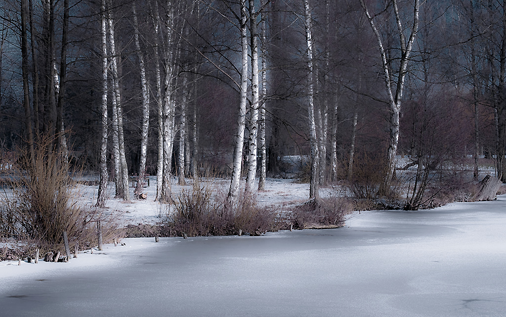 Birken im Winter