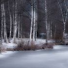 Birken im Winter