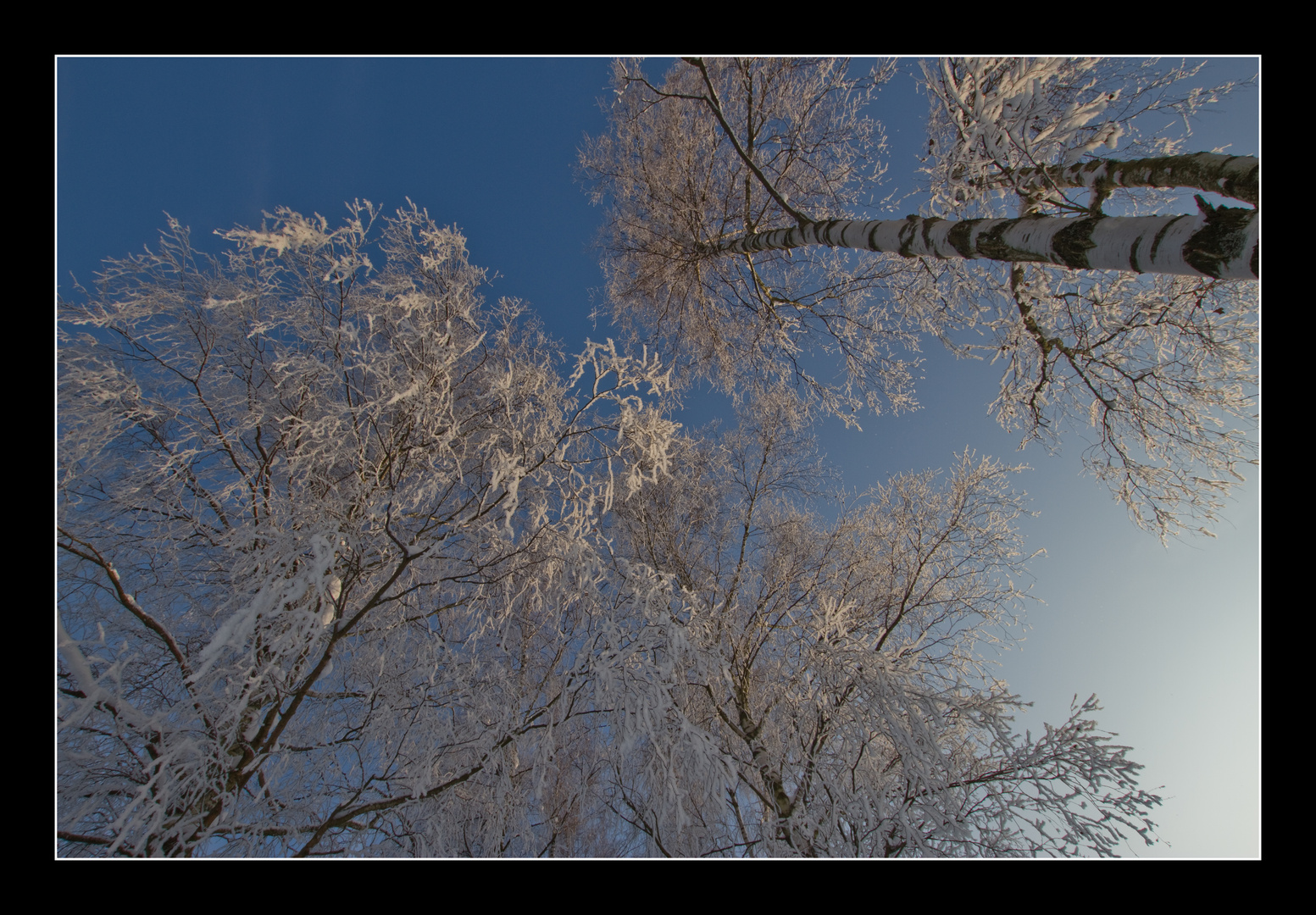 Birken im Winter