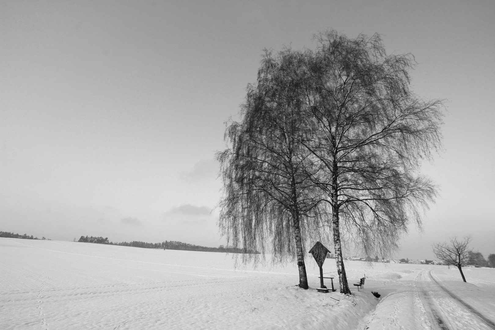 Birken im Winter