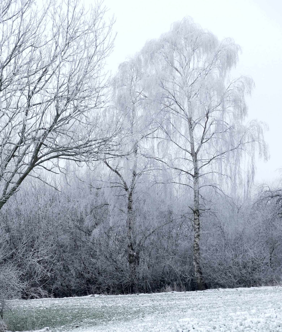 Birken im Winter