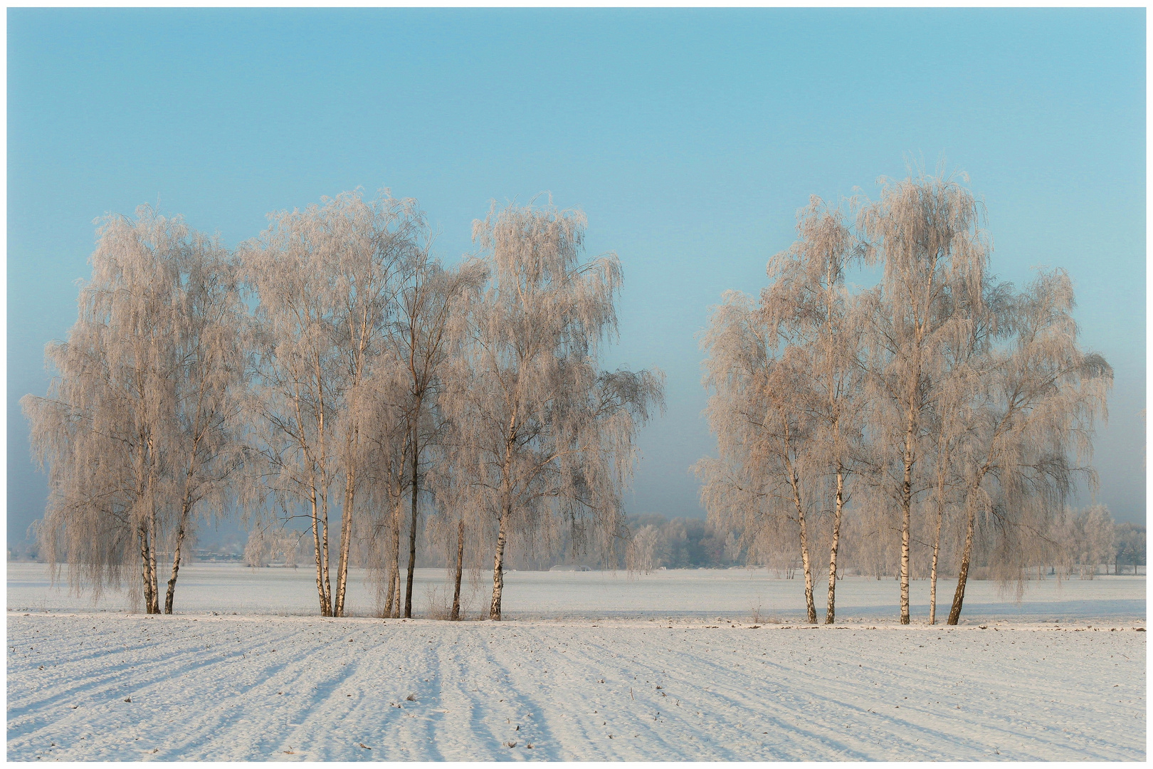 Birken im Winterkleid 