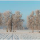 Birken im Winterkleid 