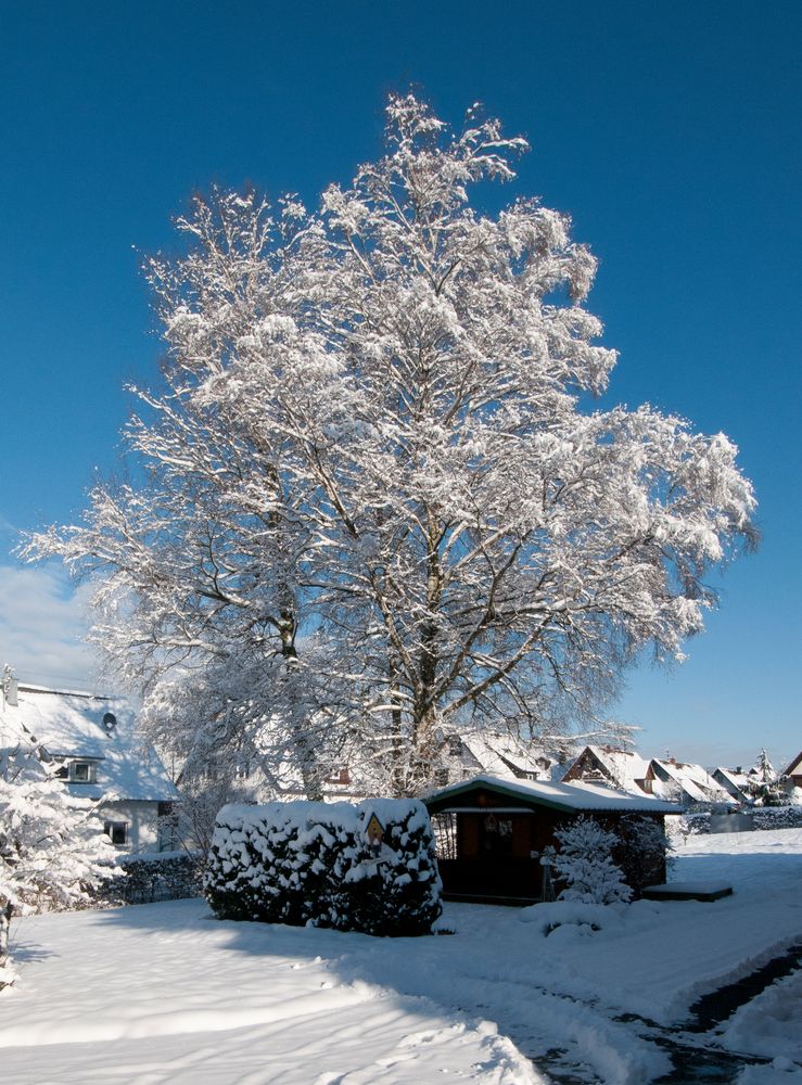 Birken im Winterkleid