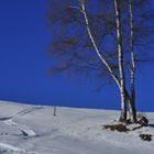 Birken im Wintertraum