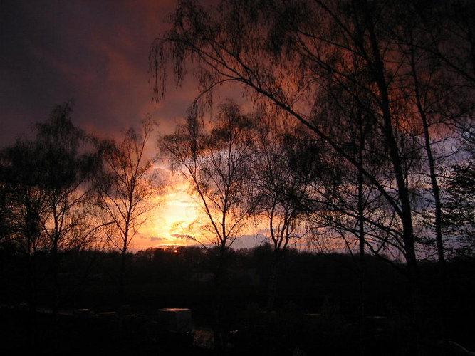 Birken in der Abendsonne