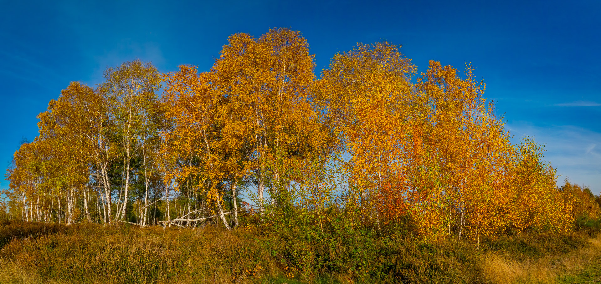 Birken in der Drover Heide. Pano aus 5 Bildern