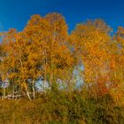 Birken in der Drover Heide. Pano aus 5 Bildern