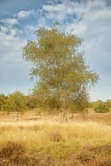 Birken in der Heide
