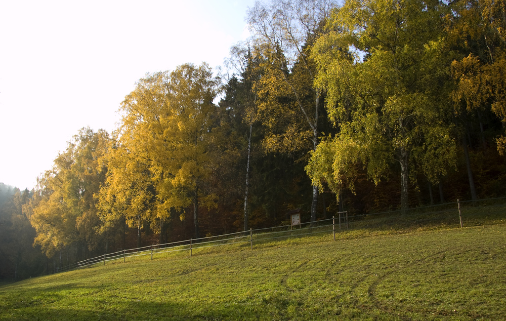 Birken in der Herbstsonne