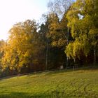 Birken in der Herbstsonne