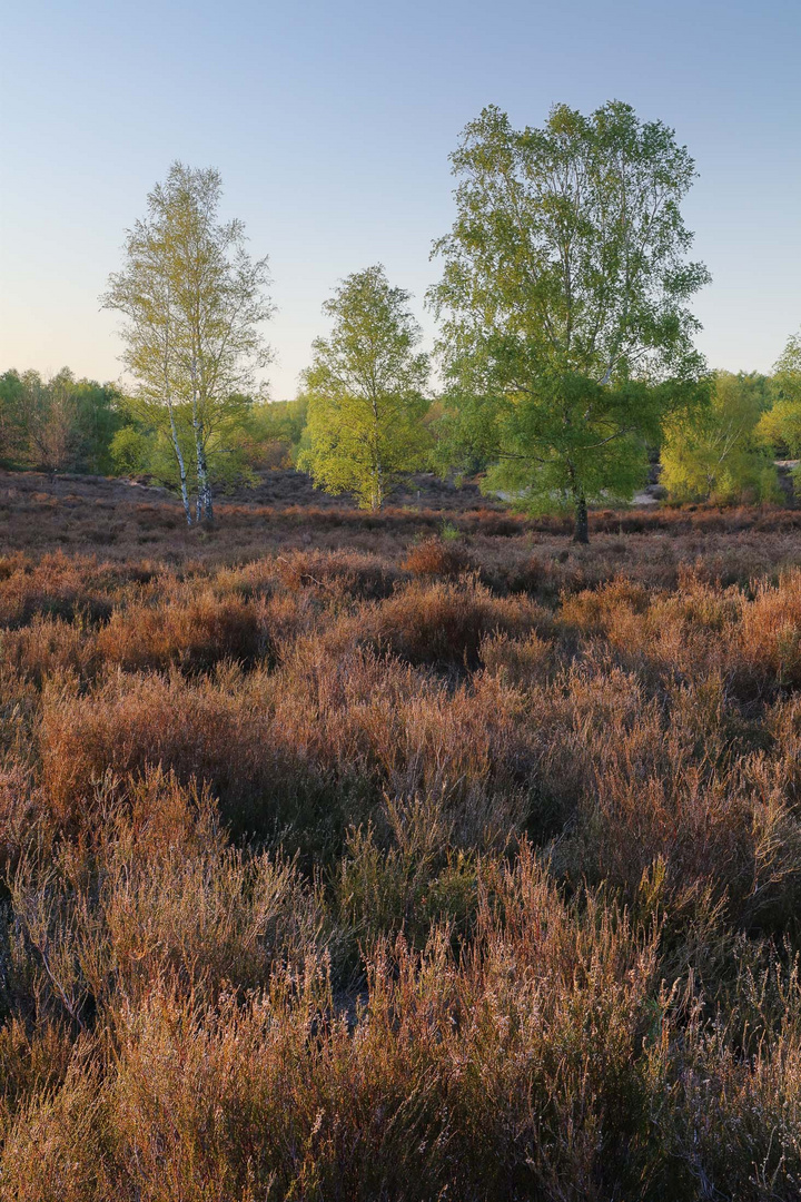 Birken in der Wahner Heide