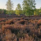 Birken in der Wahner Heide