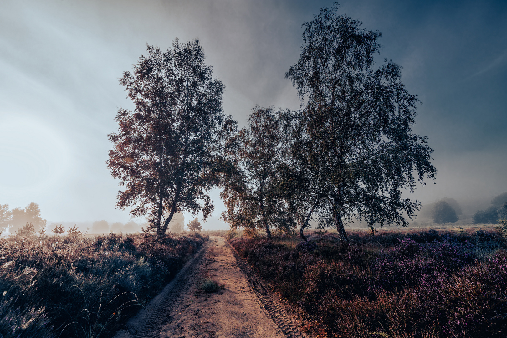 Birken in der Wahner Heide