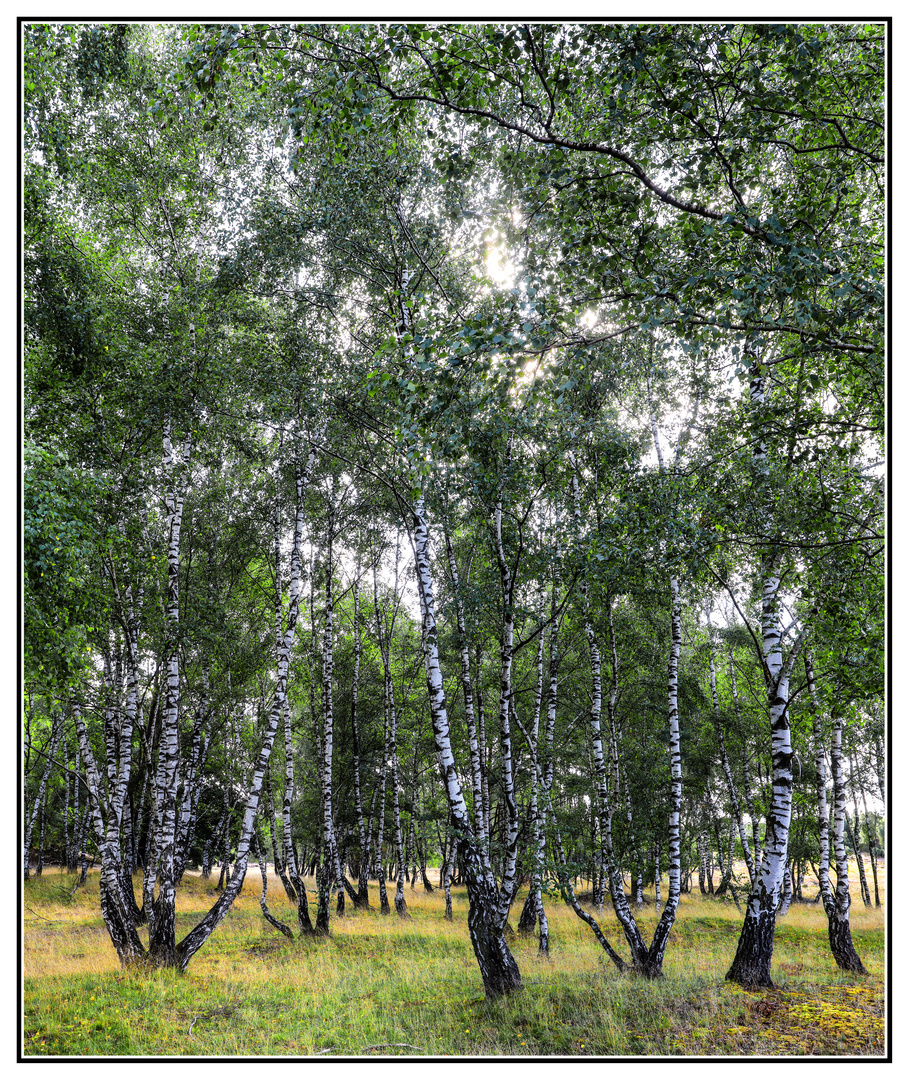 Birken in der Westruper Heide