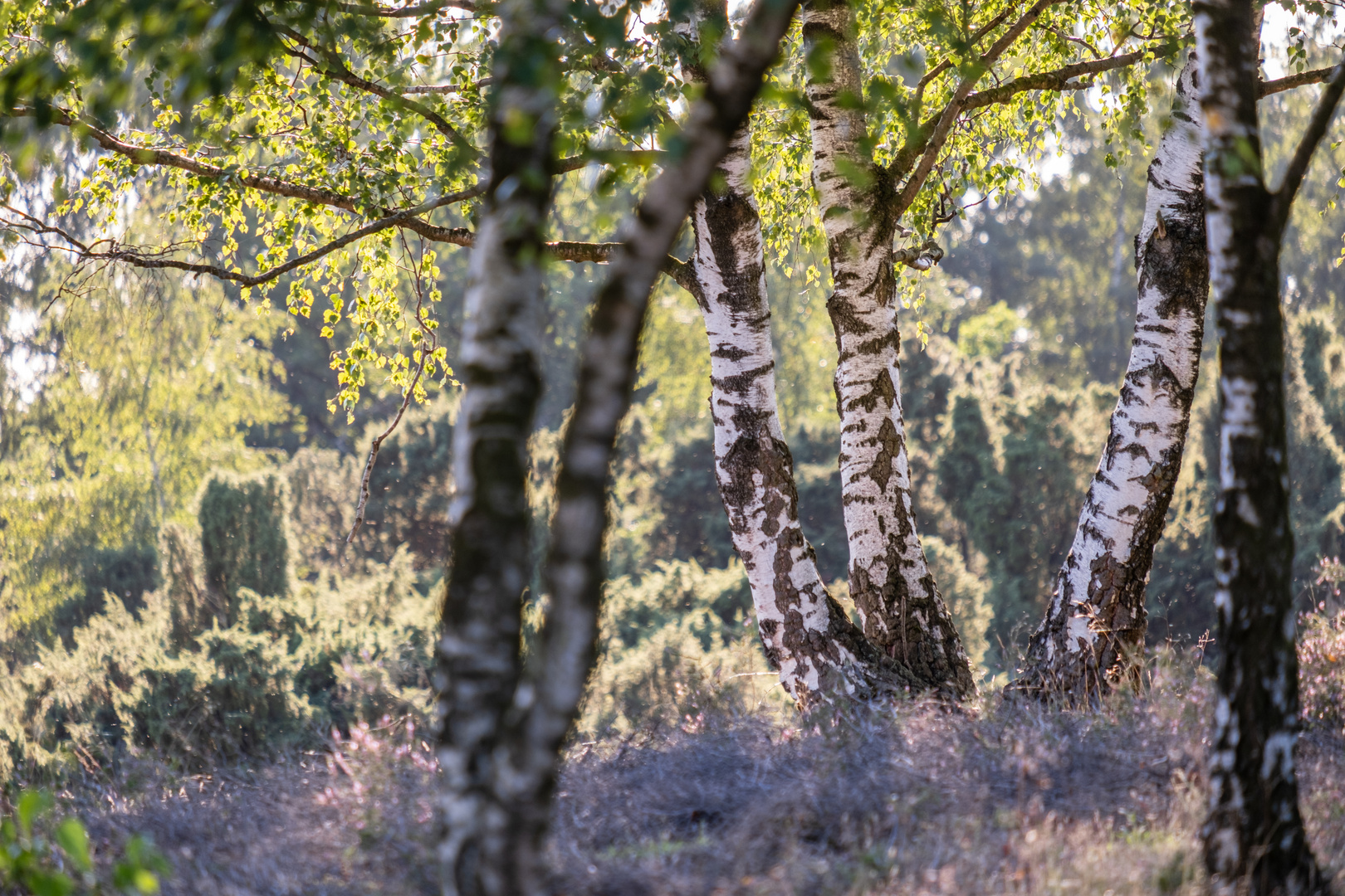 Birken in der Westruper Heide