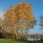 Birken in Herbstfarben.