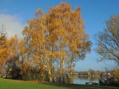 Birken in Herbstfarben.