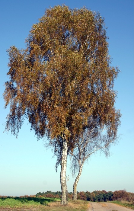 Birken in Herbstlaub