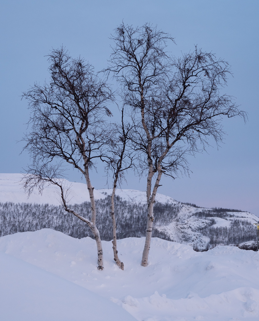 Birken in Kiruna