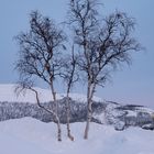 Birken in Kiruna
