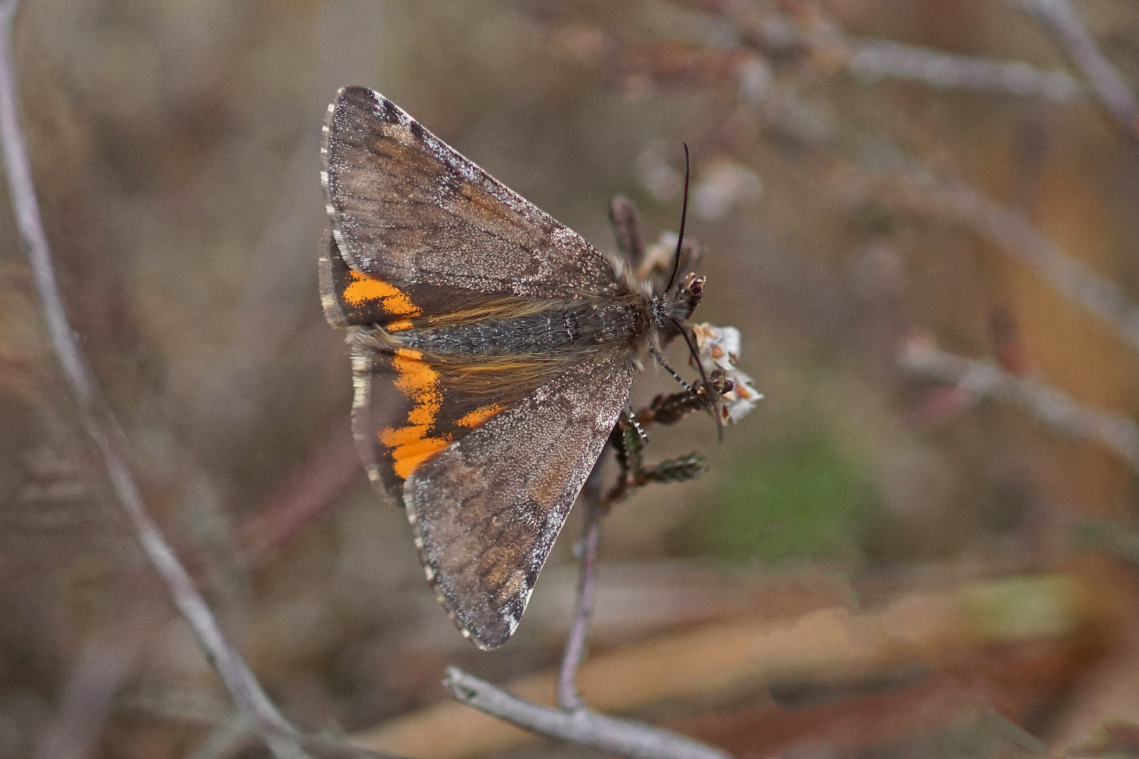 Birken-Jungfernkind (Archiearis parthenias)