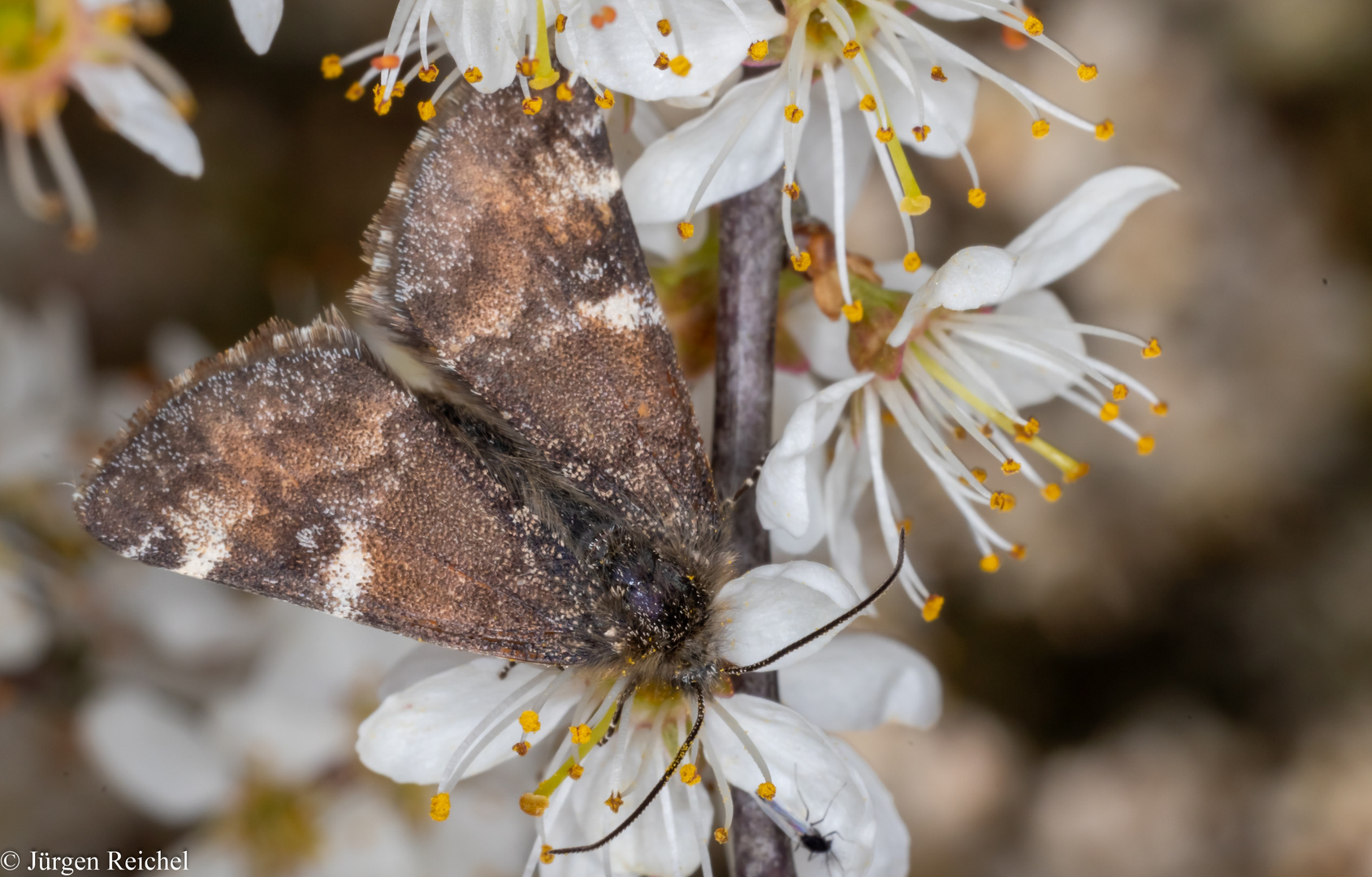 Birken-Jungfernkind (Archiearis parthenias)