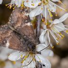 Birken-Jungfernkind (Archiearis parthenias)